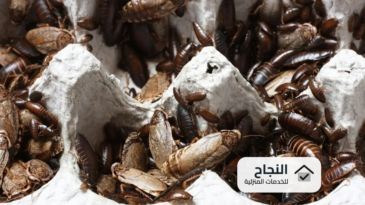 شركة مكافحة الصراصير بالرياض, افضل شركة مكافحة الصراصير بالرياض