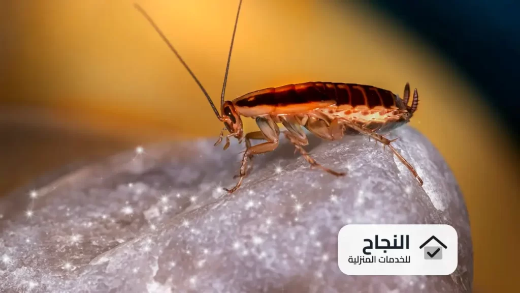 شركة مكافحة الصراصير بجدة