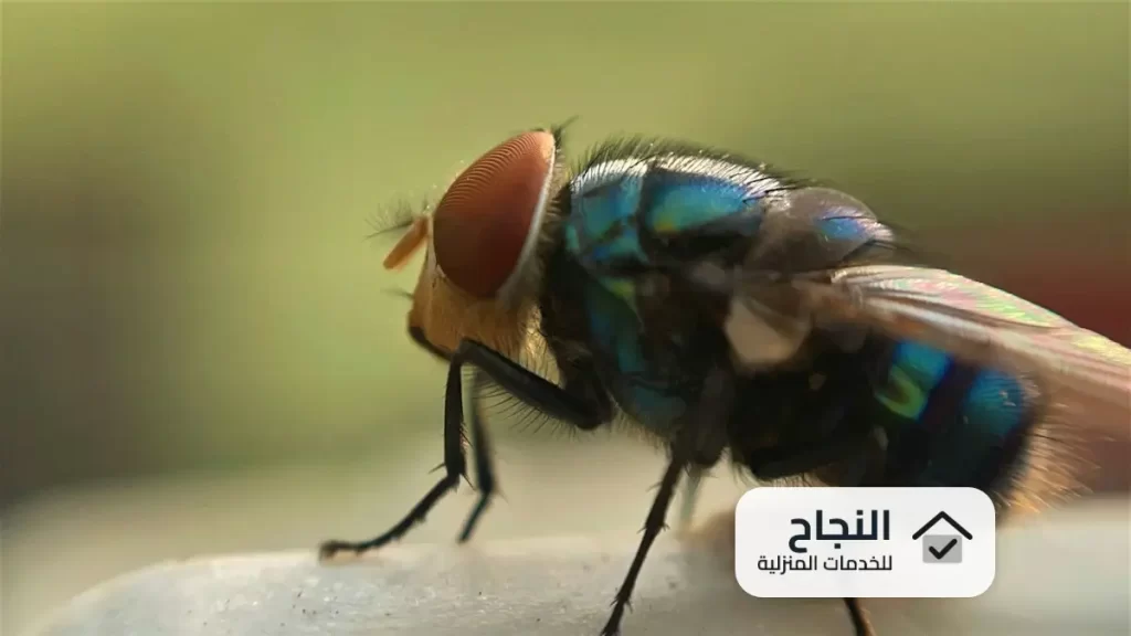 شركة مكافحة الناموس بالرياض, افضل شركة مكافحة الناموس بالرياض