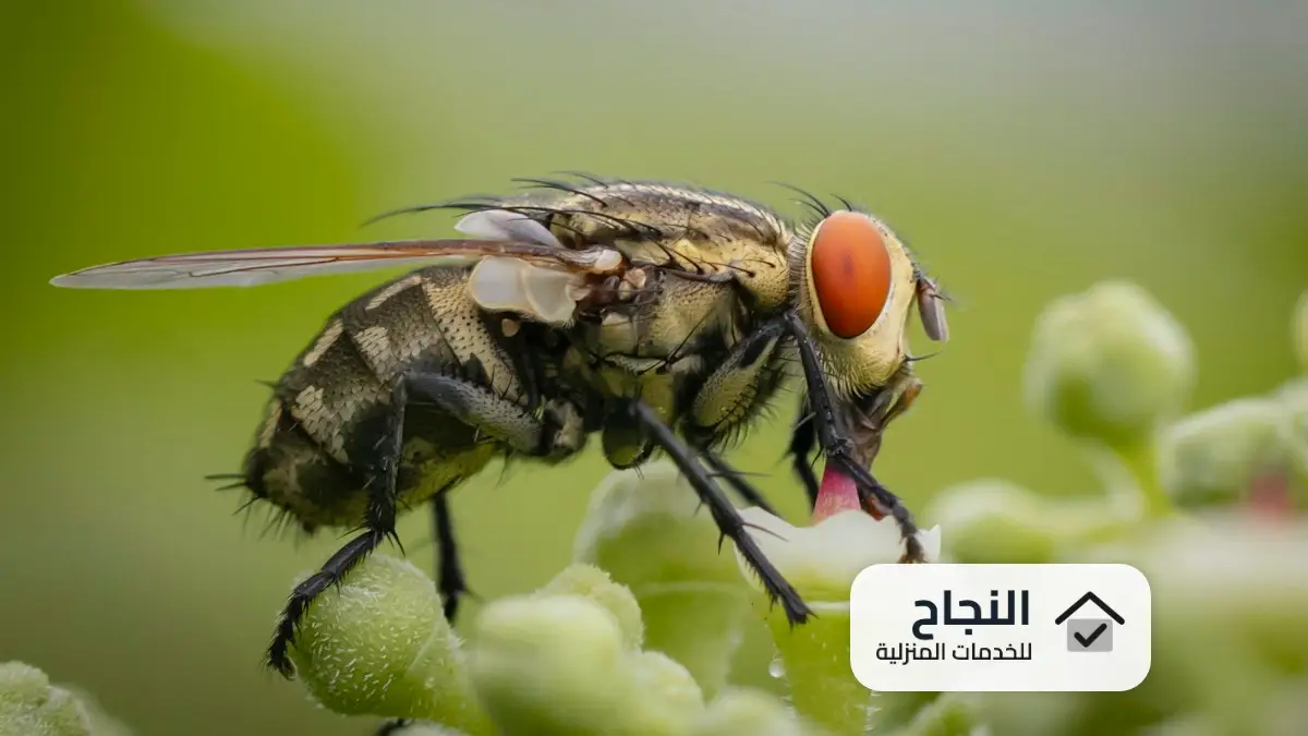 افضل شركة مكافحة الناموس بالرياض