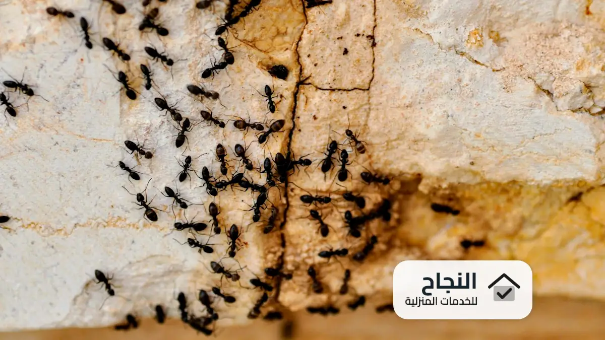شركة مكافحة حشرات بحريملاء, مكافحة حشرات بحريملاء