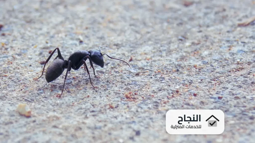 شركة مكافحة حشرات بمكة, مكافحة حشرات بمكة