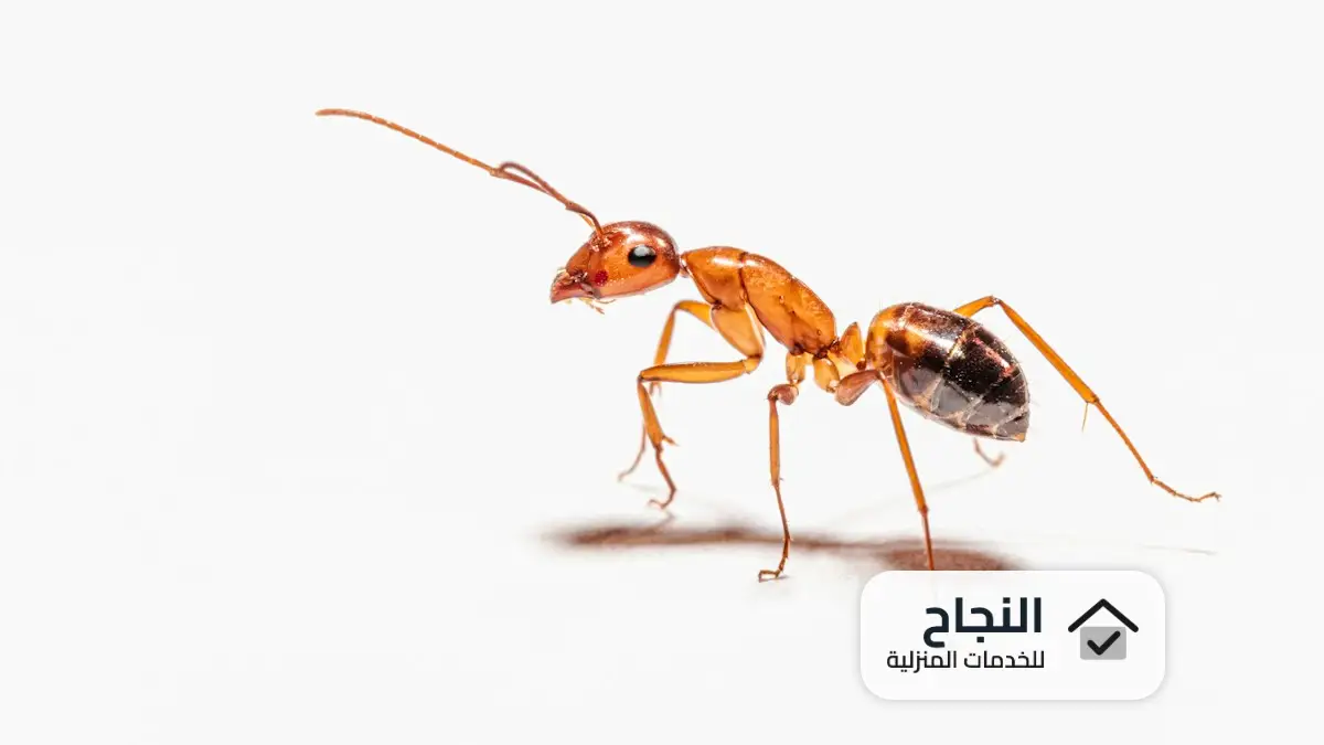شركة مكافحة حشرات بمكة, مكافحة حشرات بمكة