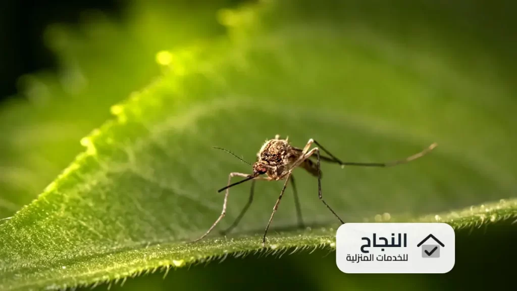 شركة مكافحة حشرات بجدة, مكافحة حشرات بجدة