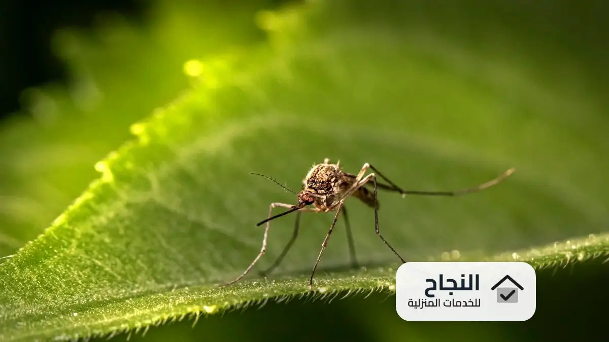 شركة مكافحة حشرات بجدة, مكافحة حشرات بجدة