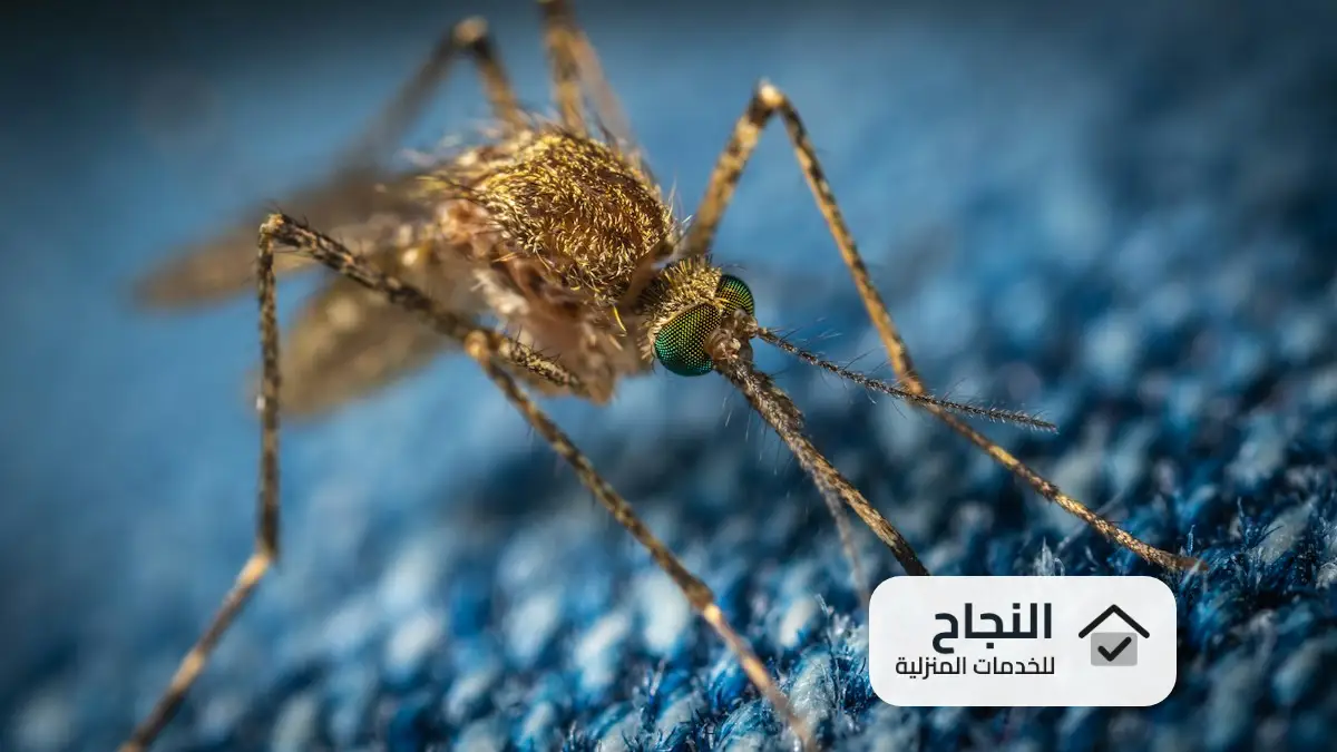 فني رش مبيدات حشرية
