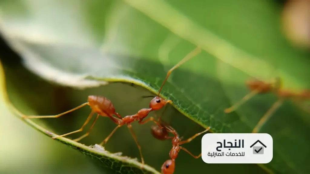 رش مبيدات