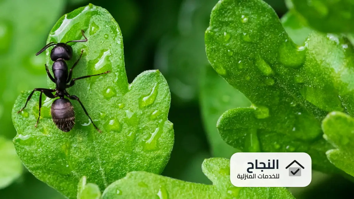 شركة مكافحة حشرات بالخرج, افضل شركة مكافحة حشرات بالخرج