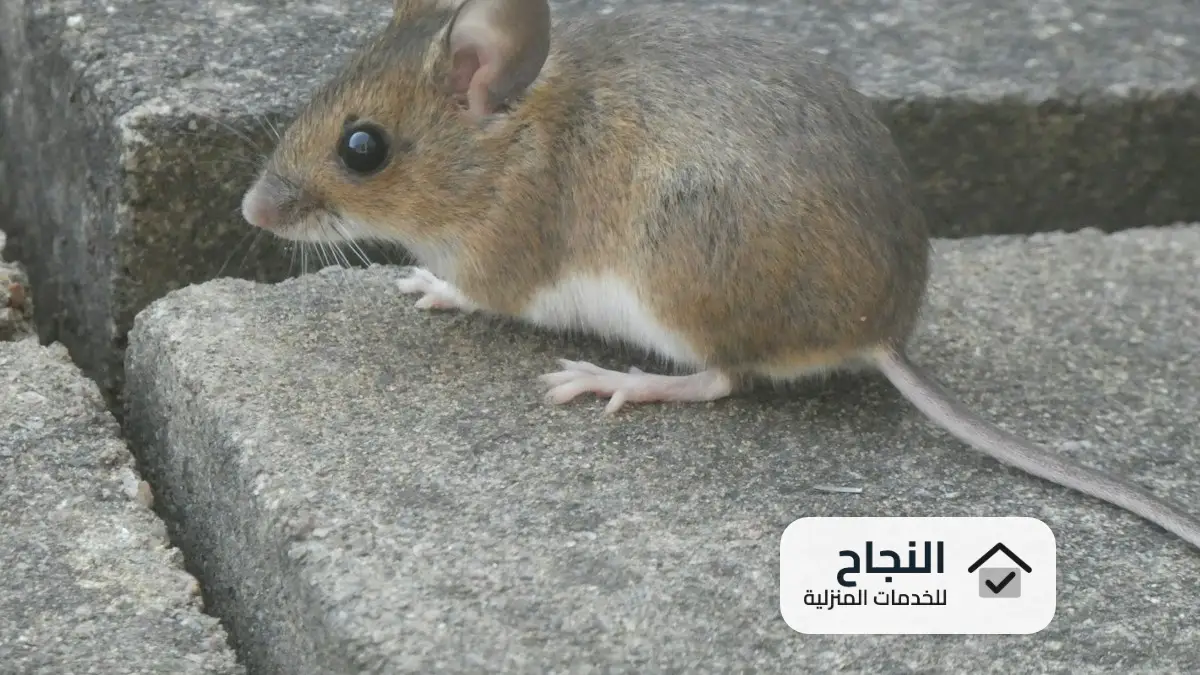 شركة مكافحة الفئران بجازان