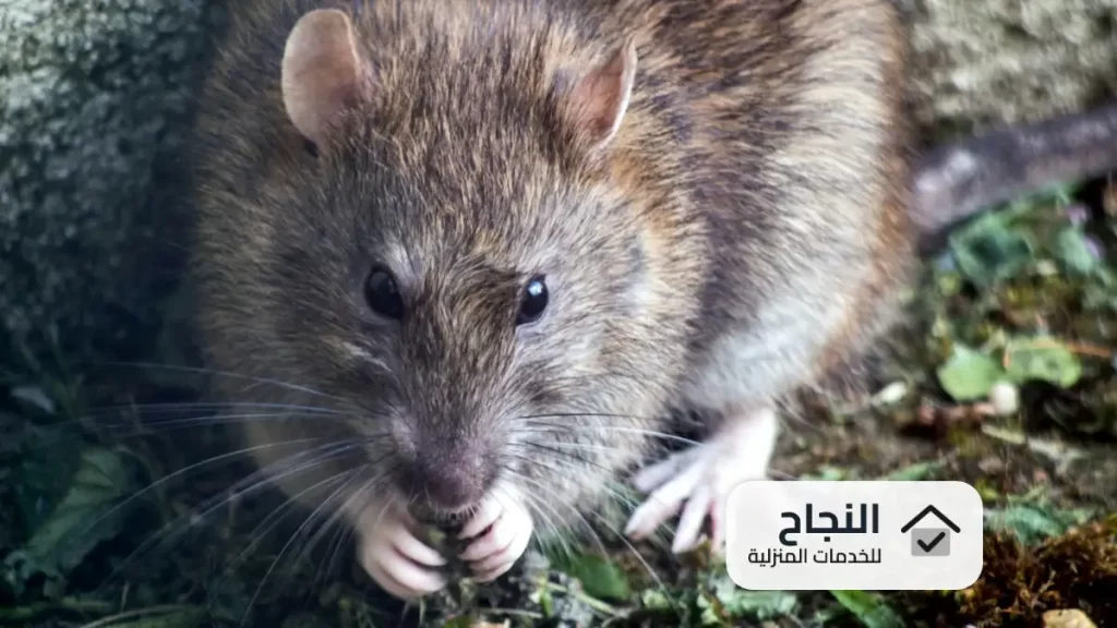 شركة مكافحة الفئران بجدة