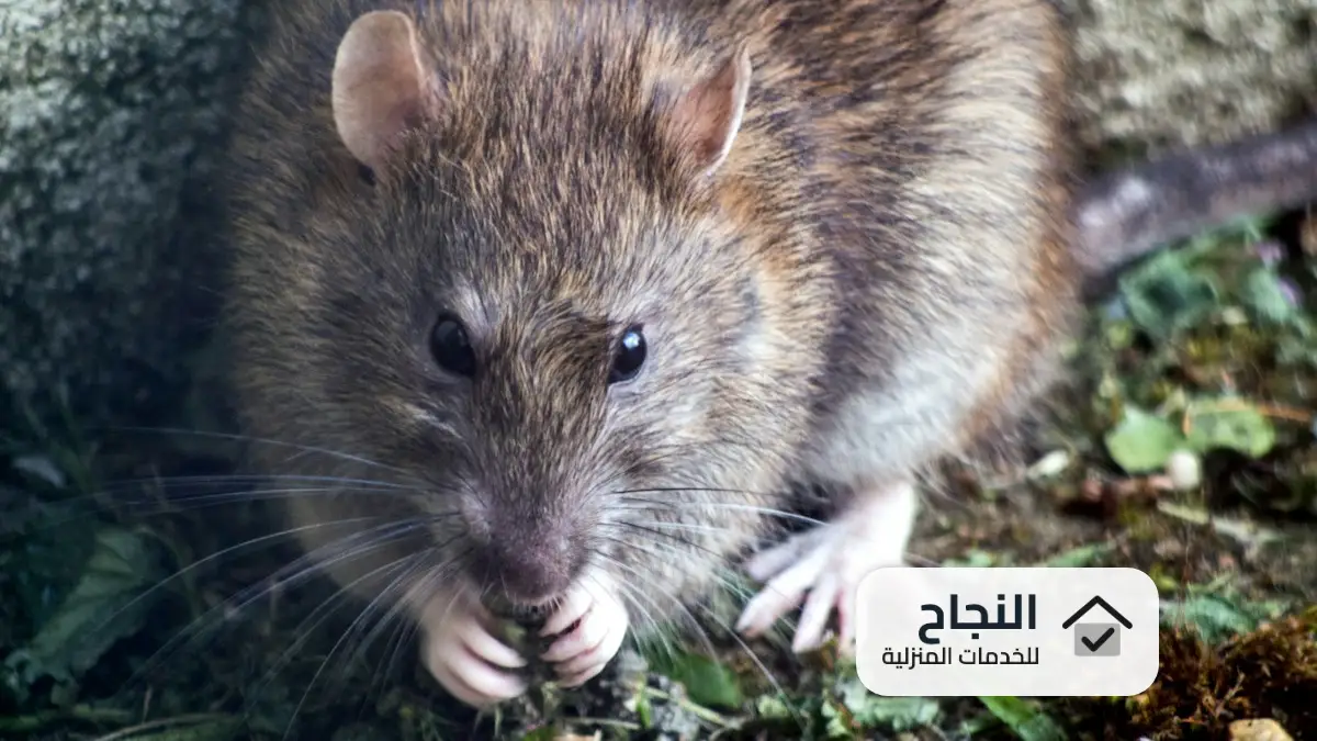 شركة مكافحة الفئران بجدة