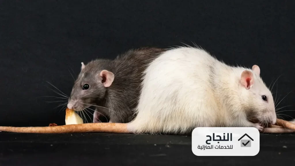 شركة مكافحة الفئران بالخرج