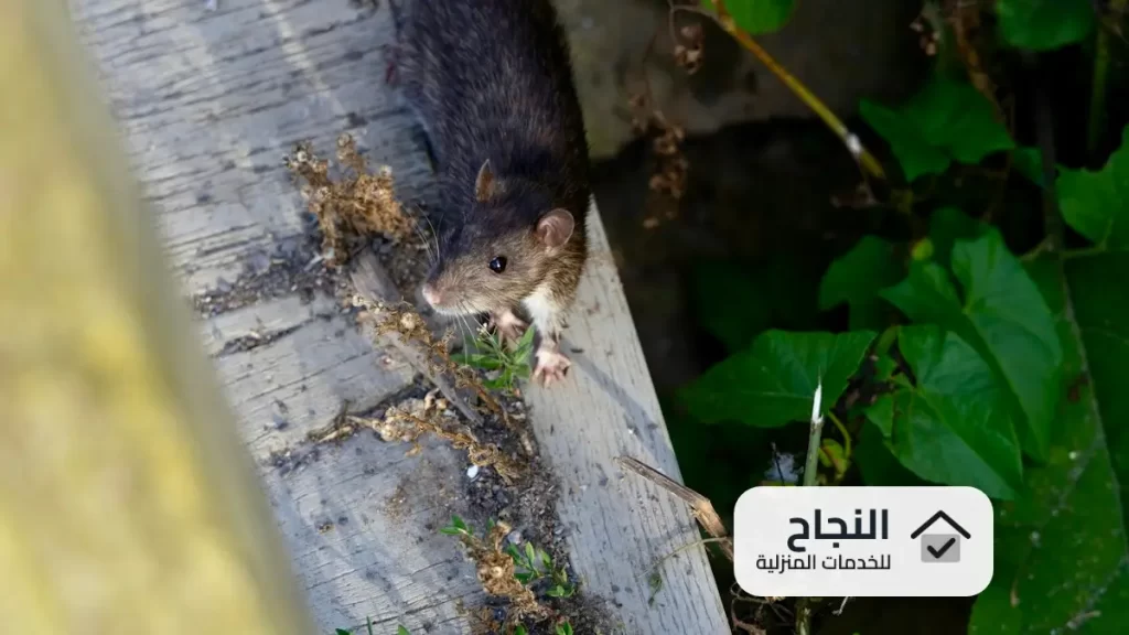 شركة مكافحة الفئران بالخرج