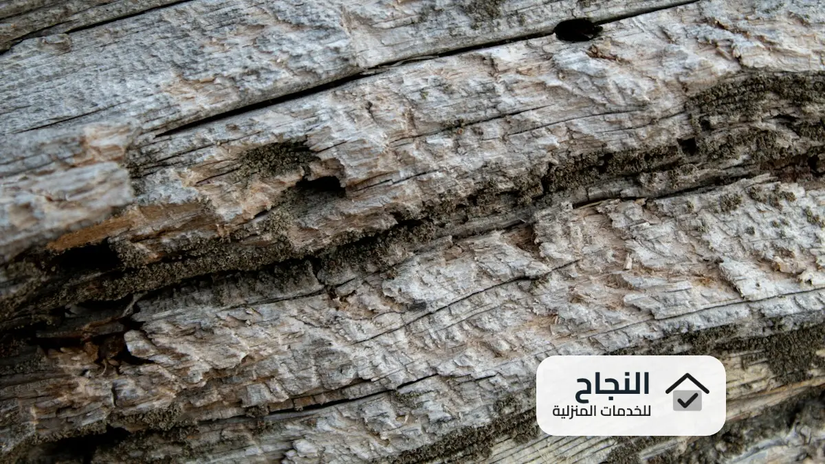 شركة مكافحة النمل الابيض بالرياض