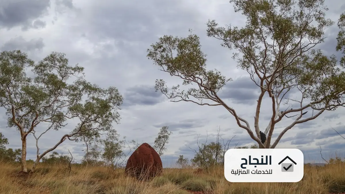 شركة مكافحة النمل الابيض بضرما