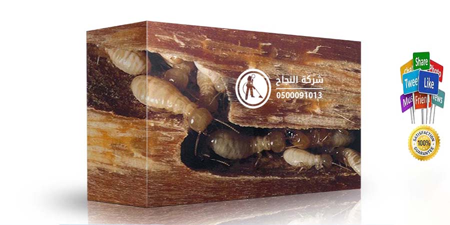 شركة مكافحة النمل الابيض بالدمام