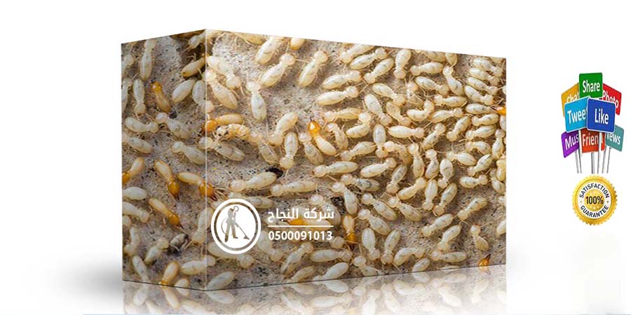 شركة مكافحة النمل الابيض بخميس مشيط