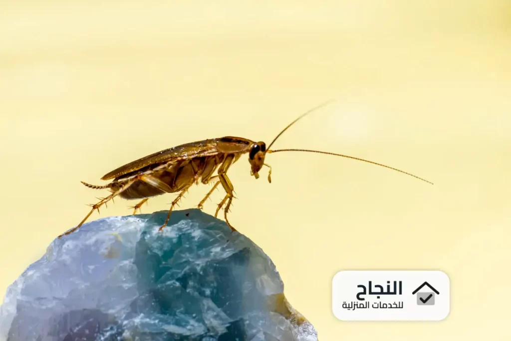شركة مكافحة الصراصير بالخرج - 0502006070
