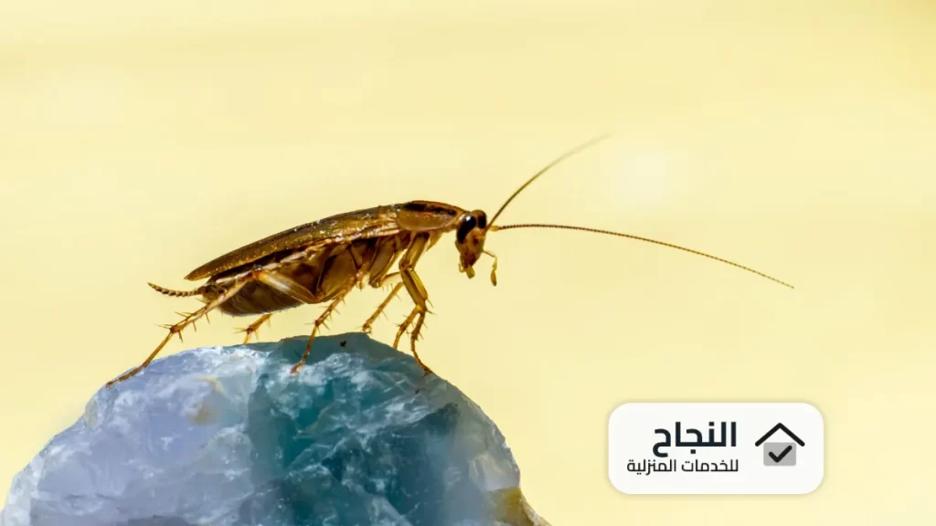 شركة مكافحة الصراصير بالخرج - 0502006070