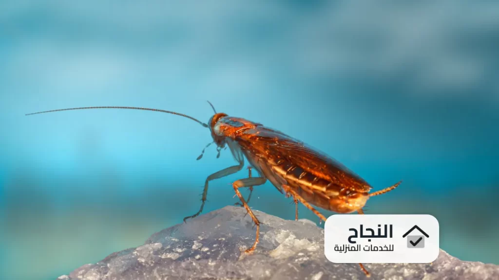 شركة مكافحة الصراصير بجدة - 0502006070