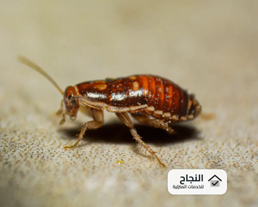شركة مكافحة الصراصير بالرياض - 0502006070