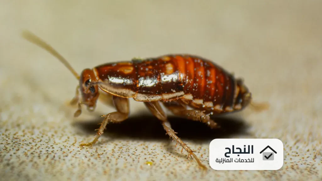 شركة مكافحة الصراصير بالرياض - 0502006070