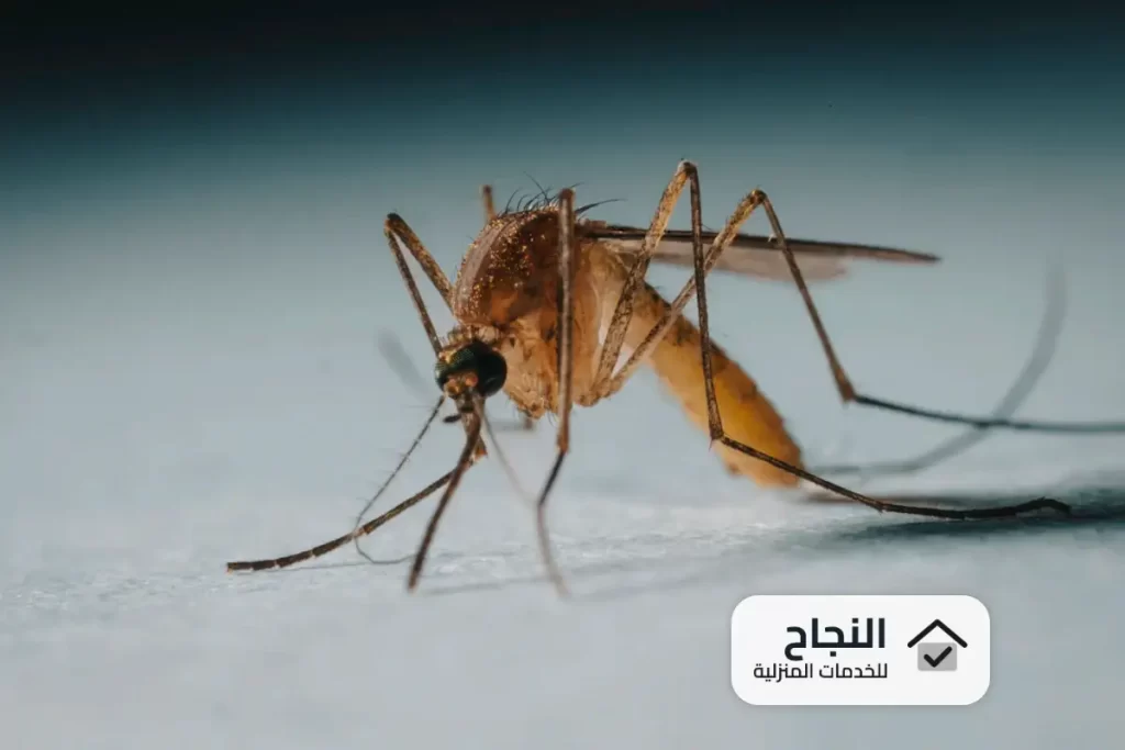شركة مكافحة الناموس بالرياض - 0502006070