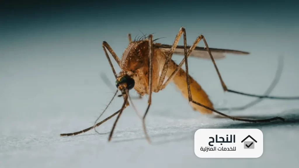 شركة مكافحة الناموس بالرياض - 0502006070