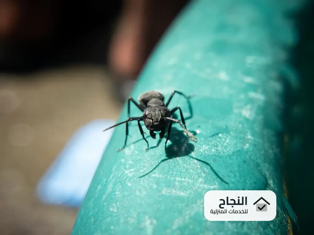 شركة مكافحة الباعوض بالرياض - 0502006070