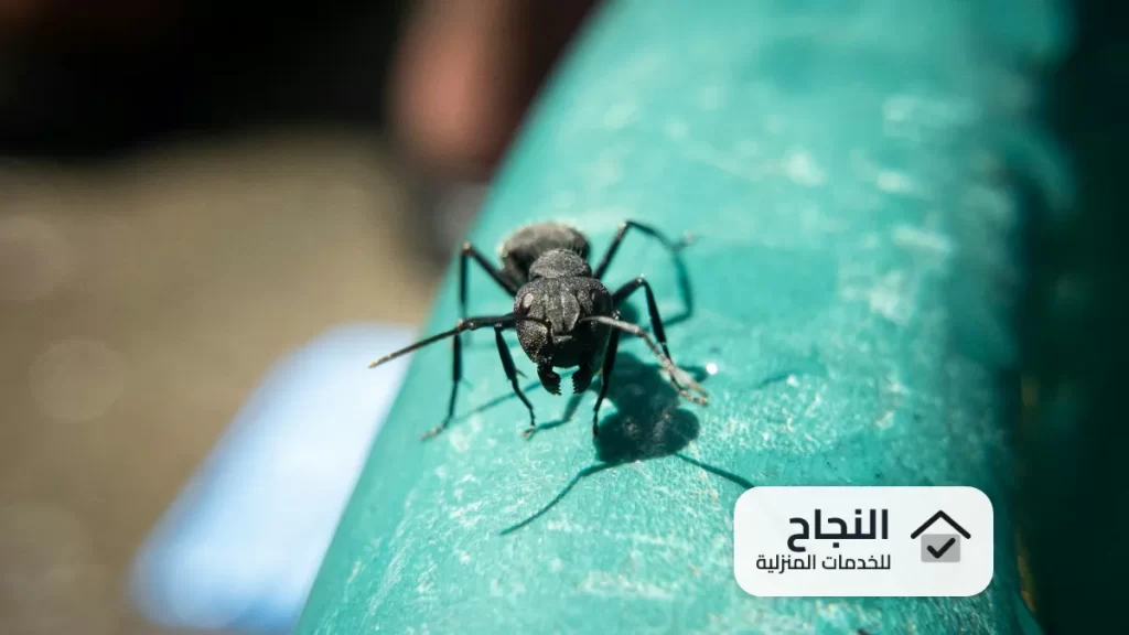 شركة مكافحة الباعوض بالرياض - 0502006070