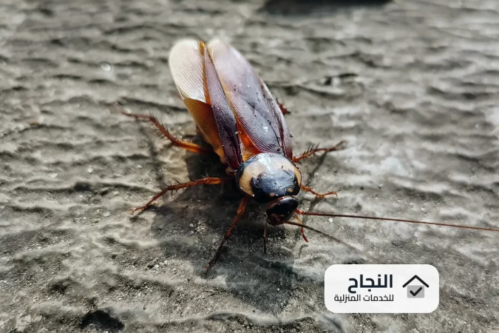 شركة مكافحة حشرات بابها  0502006070
