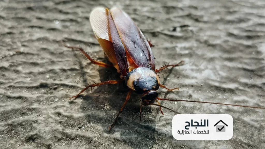 شركة مكافحة حشرات بابها 0502006070