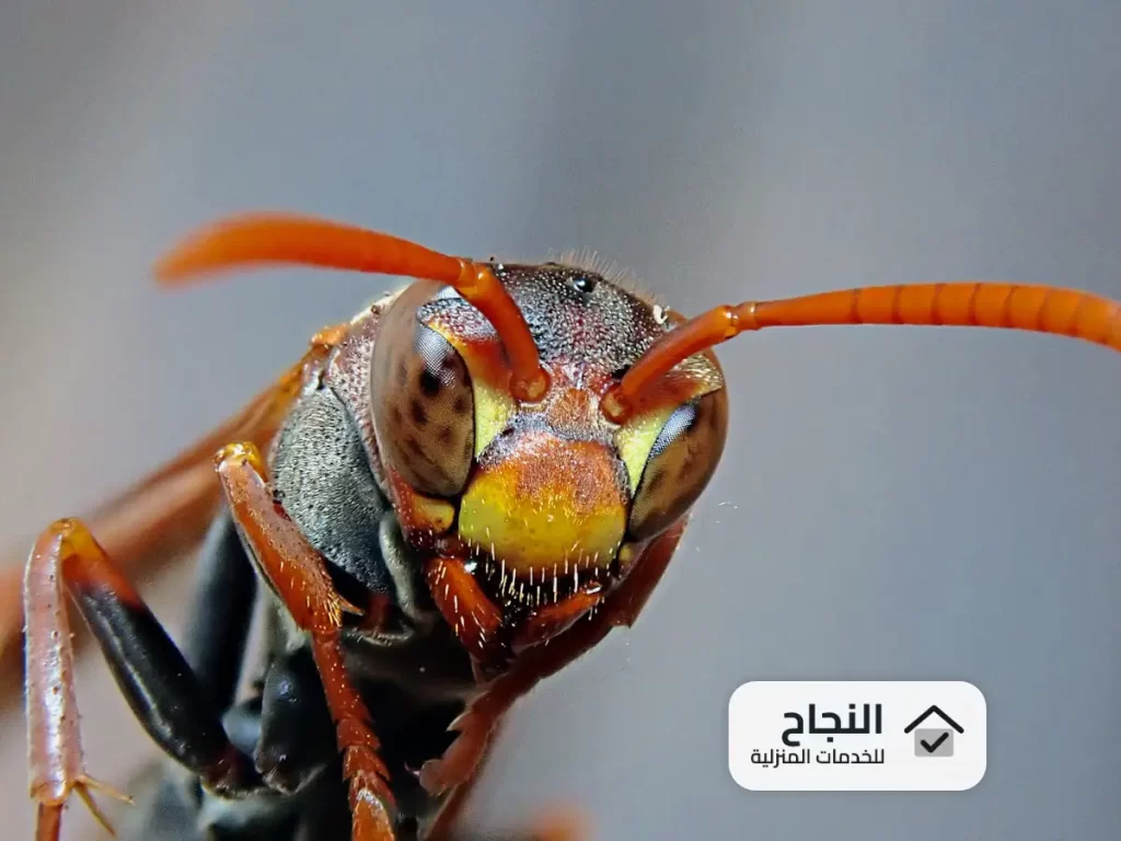شركة مكافحة حشرات بالخرج - 0502006070
