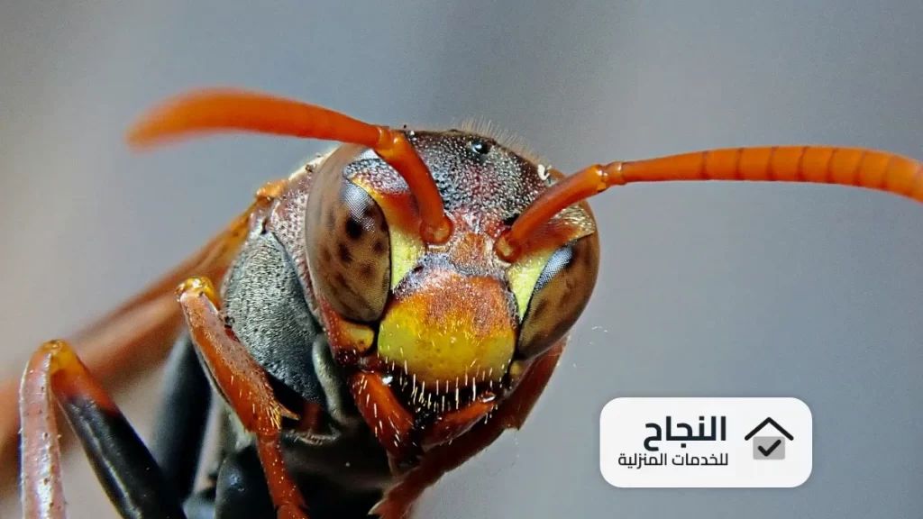 شركة مكافحة حشرات بالخرج - 0502006070