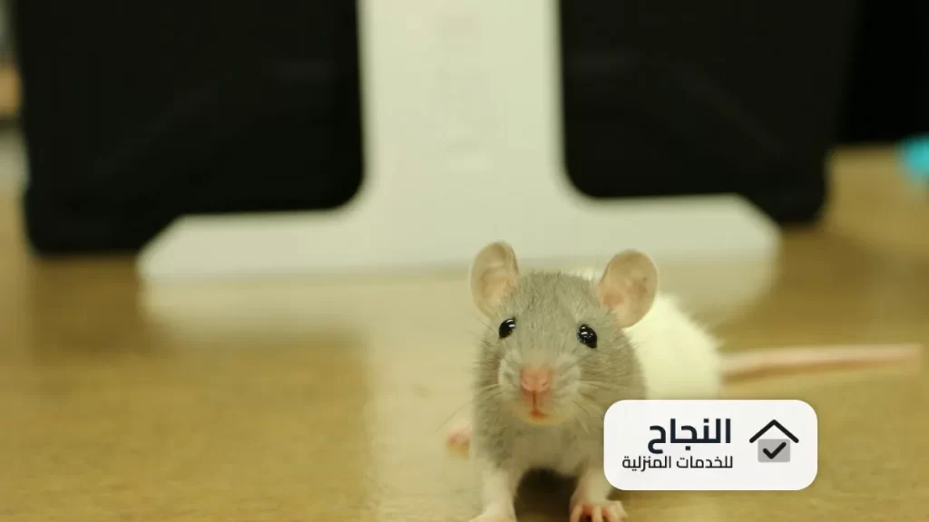 شركة مكافحة حشرات بجازان