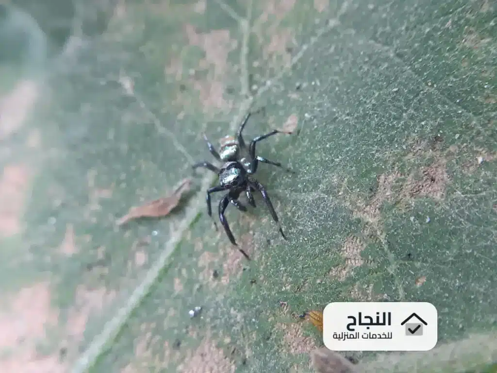 شركة مكافحة حشرات بخميس مشيط - 0502006070