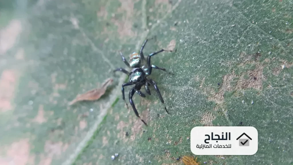 شركة مكافحة حشرات بخميس مشيط - 0502006070