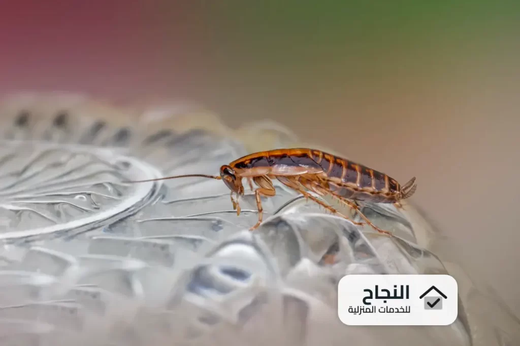 شركة مكافحة الحشرات بالقطيف - 0502006070