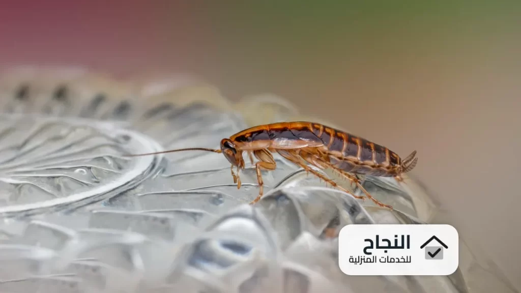 شركة مكافحة الحشرات بالقطيف - 0502006070