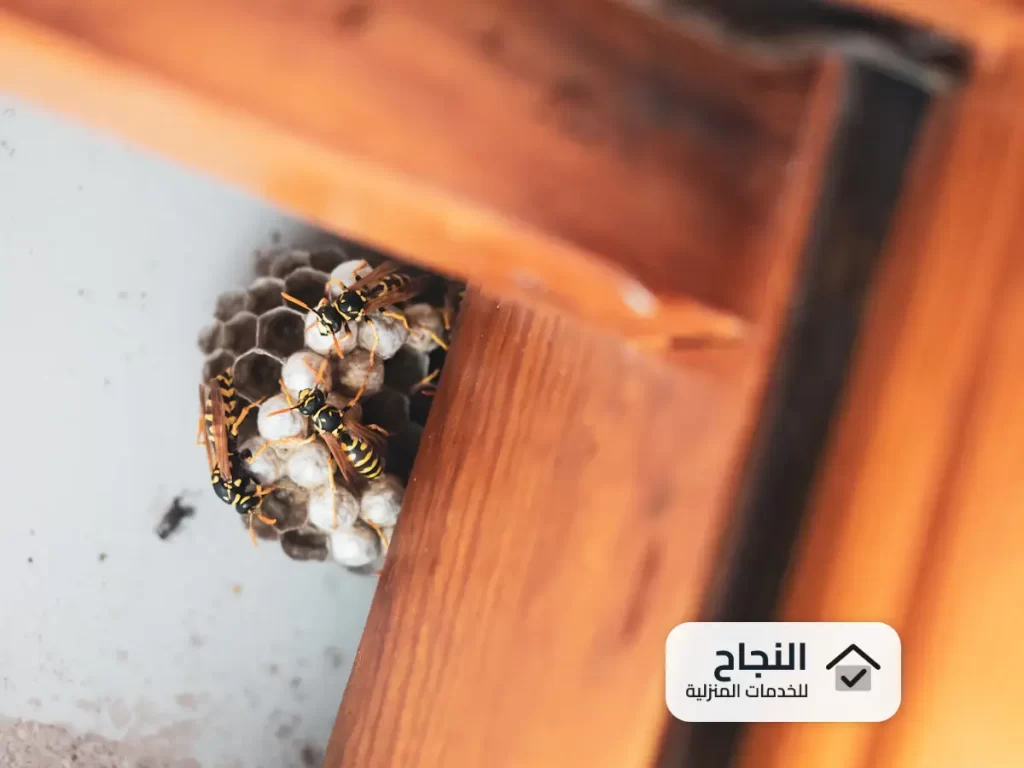 شركة رش مبيدات حشرية بالاحساء - 0502006070