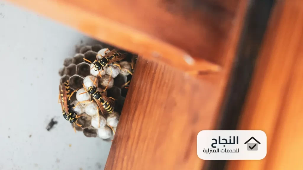 شركة رش مبيدات حشرية بالاحساء - 0502006070
