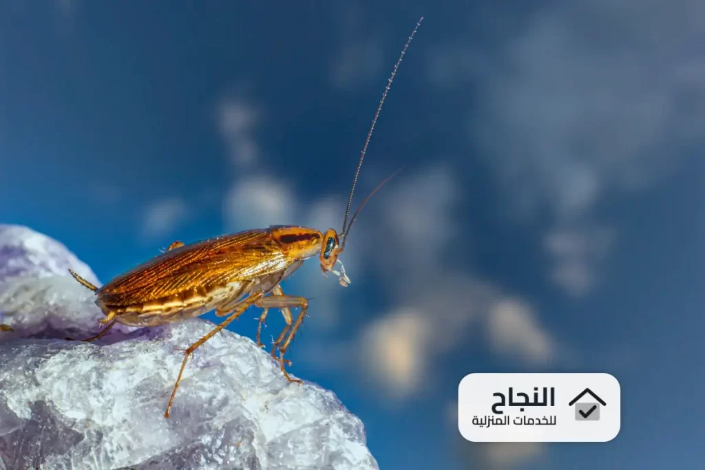 شركة رش مبيدات بحي الازدهار