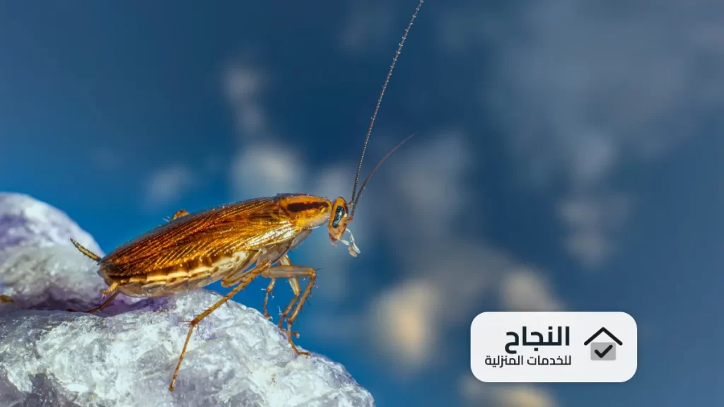 شركة رش مبيدات بحي الازدهار