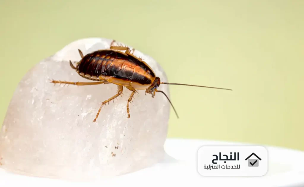 شركة رش مبيدات بحى الريان