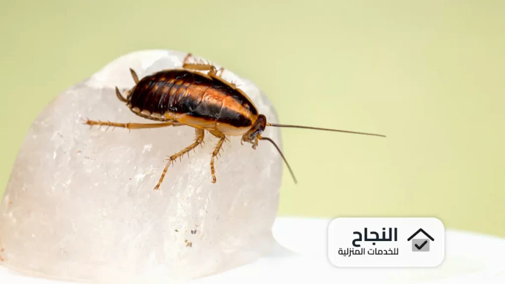 شركة رش مبيدات بحى الريان