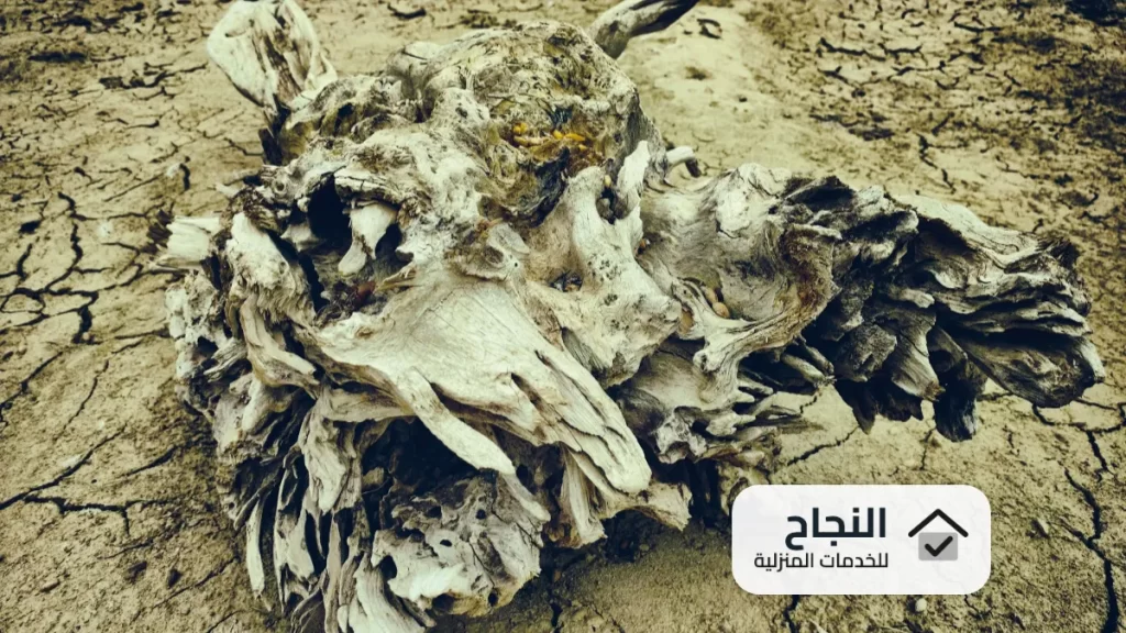 شركات رش المبيدات الحشرية بالرياض