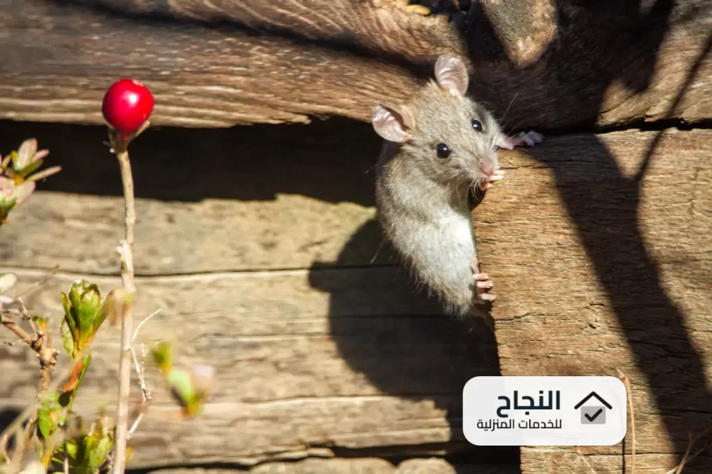 شركة رش مبيدات بجازان
