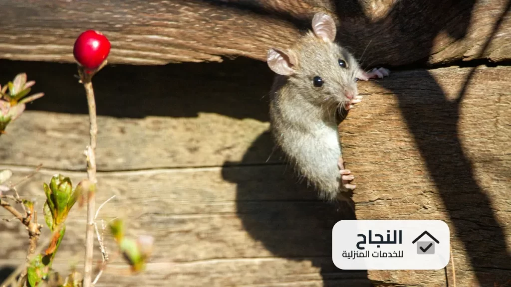 شركة رش مبيدات بجازان