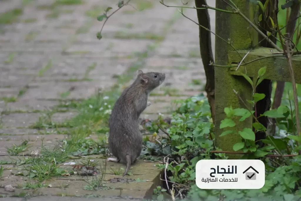 شركة مكافحة الفئران بالخرج 0502006070