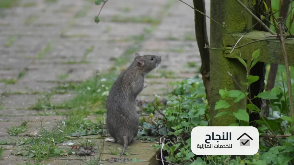 شركة مكافحة الفئران بالخرج  0502006070